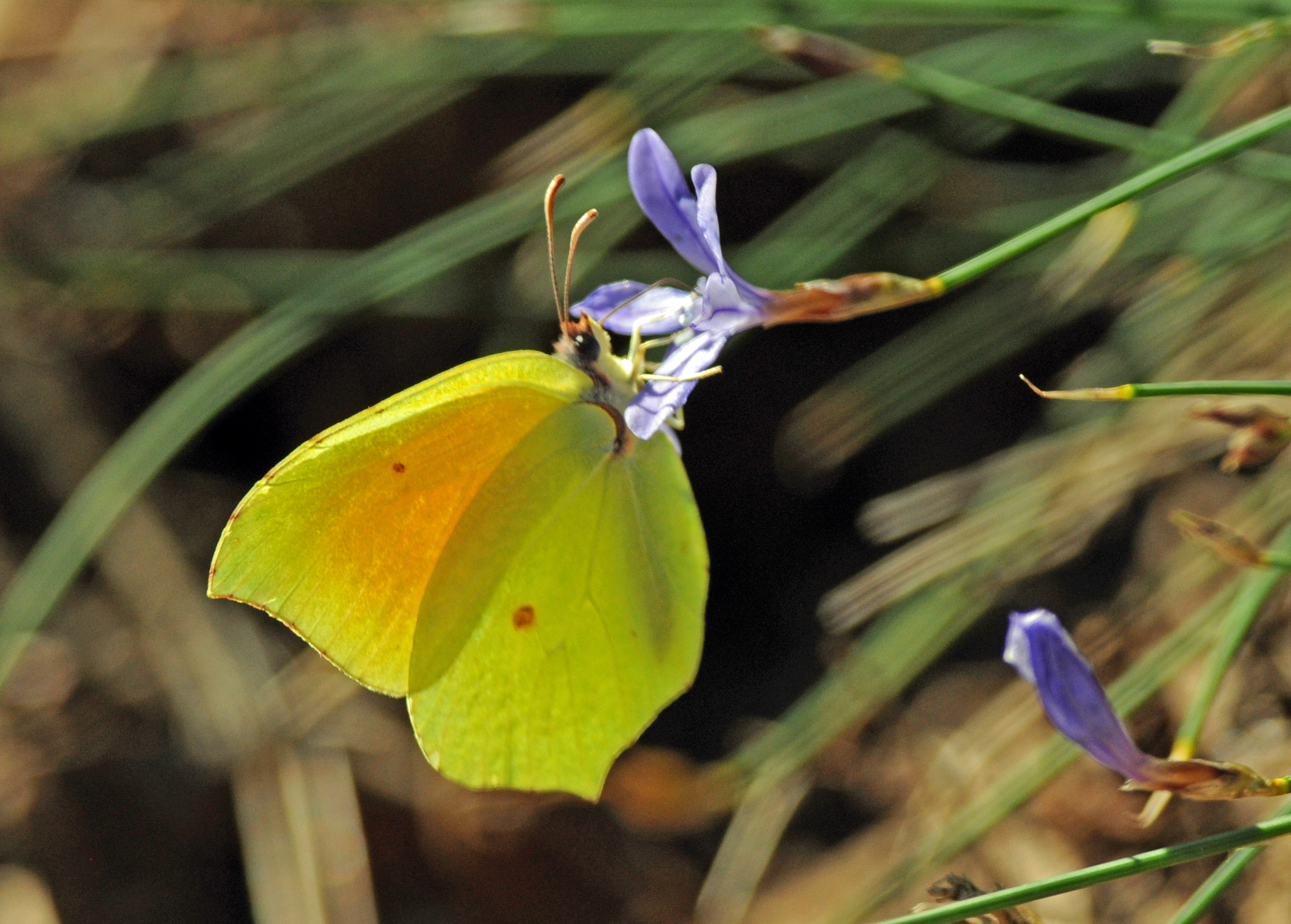 Observation des papillons du milieu cévenol